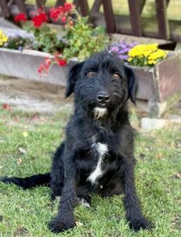 Tinnie, Schnauzer-Mix (geb. 02/2024) - Pegnitz