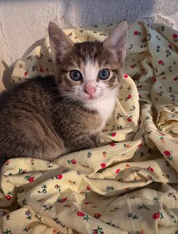 Süße kleine Katze such zu Hause - Nörten-Hardenberg