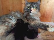 Zuckersüße Maine Coon Mix Kitten - Grabenstätt