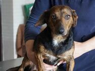 Scarlett ❤️ Schutzgebühr 500 Euro - Burgsinn