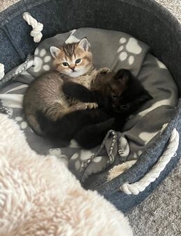 BKH Kitten sucht ein neues Zuhause - Düsseldorf