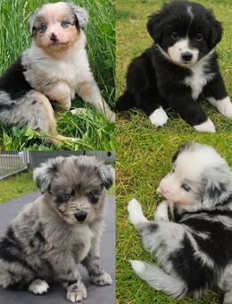 Miniature Australian Shepherd Welpen mit Papieren - Meuspath