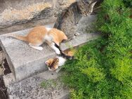 Süße Babykatzen - Creglingen