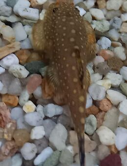 Flossensauger Borneo - Hohenroth