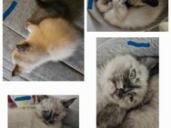 Britisch Kurzhaar/Main Coon Mix Kitten - Balsthal