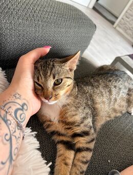 2 süße kitten - Langenhagen