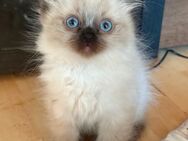Ragdoll/ sibirische Waldkatze/ heilige Birma mix Kätzchen - Plochingen Zentrum