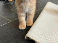 Babykatzen zu verkaufen - Elsdorf Elsdorf