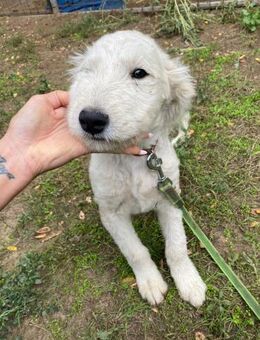 Fanny, zuckersüßer Mischlingswelpe - Remagen