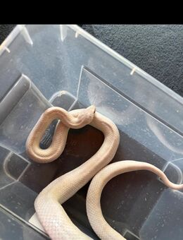 Kornnattern - Edertal