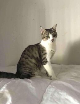 Cookie aus dem Tierschutz - Grevenbroich