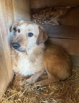 Hübscher PICO sucht liebe Familie - Neuberg