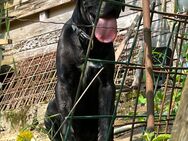 Cane corso - Hagen (Stadt der FernUniversität)