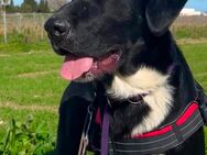 Buddy sucht ein liebevolles zu Hause - München Trudering-Riem