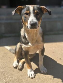 Lieber Ben 1 J. 45 cm a.d. Tierschutz - Düsseldorf