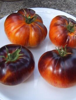 Tomaten Saatgut Alices Dream - Sulzbach-Rosenberg