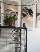 Zwei Rosellas (ca. 1,5 Jahre, Männchen & Weibchen) mit großem Käfig, Zubehör, Futter & Sand abzugeben in 08371