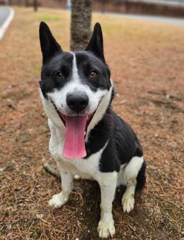 Lai sucht sein Zuhause oder PS ♥ - Ebstorf (Klosterflecken)