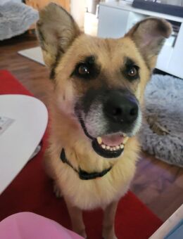 Alma sucht ein neues ZUHAUSE - Philippsburg