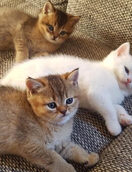 Britisch Kurzhaar Katzenbabys - Seeg