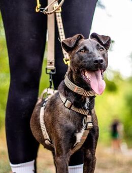 Zsizsi, neugieriger Jungspund, ca. 2 J - Vaterstetten