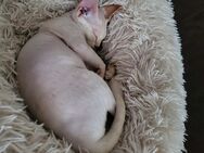 Devon Rex Kitten Abholbereit Erbkrankheiten frein Linien mit Stammbaum