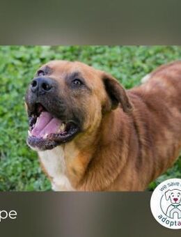 Pepe: Liebevoller Rüde - Kirchzell