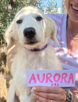 Aurora - Köln
