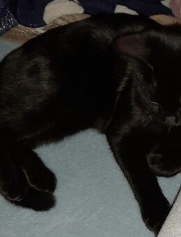 Junger Kater ab tu geben - Recke