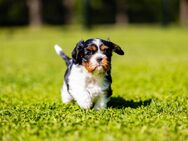 Cavalier King Charles Spaniel - Bernried