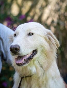 ALESSIO 💙💙💙 wünscht sich ein Zuhause - Herxheim (Landau)