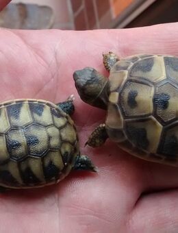 Nachzuchten von der Griechischen Landschildkröte (Testudo hermanni ) abzugeben - Bad Kissingen