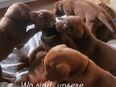 Rhodesian Ridgeback mit Papieren in 49492