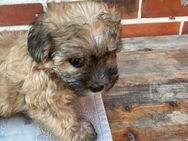 5 Yorkipoo Welpen abzugeben geb. am 7.5.25 - Bakum