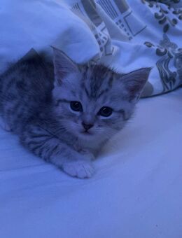 BKH Baby Katzen MIX zu verkaufen - Herford (Hansestadt)