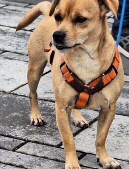 RAYO - perfect match! 🐶❤️🐶 - Neudenau