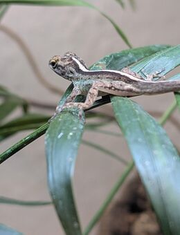 Anolis - Hennigsdorf