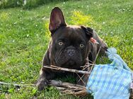 Französische Bulldogge Rüde 3J. Super brav verträglich - Otterberg