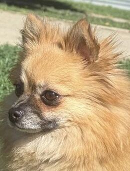 Micike kleine Zwergspitzhündin - Kassel