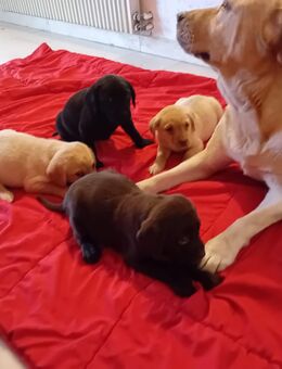 Süße Labradorwelpen in liebevolle Hände abzugeben - Wallerstein