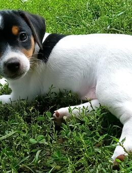 Jack Russell Terrier Welpen - Kirchberg (Iller)