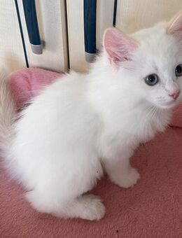Wunderschönes reinrassiges Ragdoll Kitten - Walsdorf (Bayern)