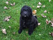 Zwei zauberhafte Bernedoodle Welpen (1m / 1w) suchen noch liebe Familien - Alfeld (Leine)