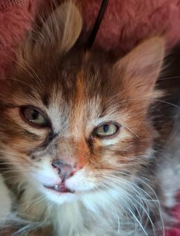 Katzen Maine Coon Mix W - Renchen