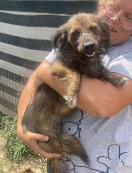 Jona - freundlich und verschmust - Westerholt