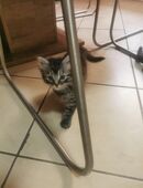 Main coon baby's in 76848
