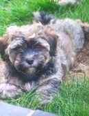 Havaneser Mix Welpen m/w (Havaneser, Yorkshire-Terrier, Terrier, Shih Tzu) in 26802