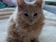 Süße MaineCoon Mix Kitten - Berlin
