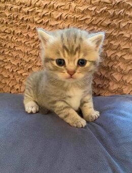 Bkh kitten von odd-eyed Mama - Frankfurt (Main) Zeilsheim