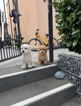 Hunde Betreuung - Bassersdorf